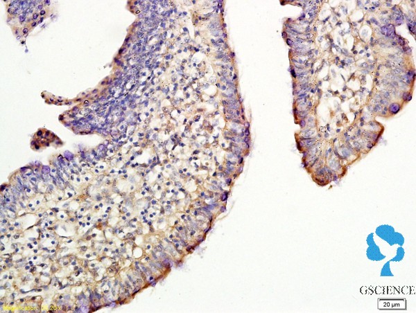 磺胺甲基嘧啶单克隆抗体