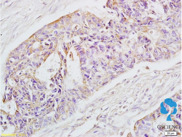 磺胺二甲基嘧啶单克隆抗体