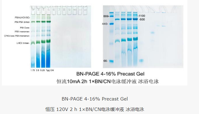3-12%RealPAGE Native BN/CN 预制胶